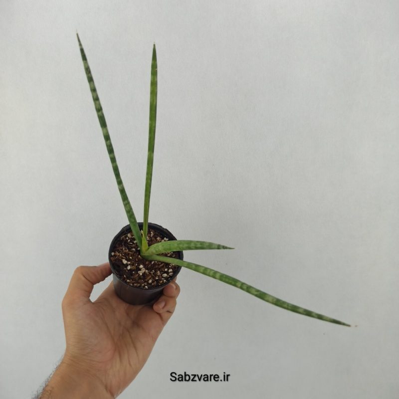 سانسوریا لوله ای (P20165)
