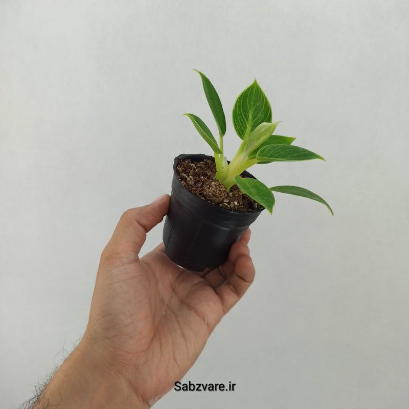 فیلودندرون برکین (R20210)
