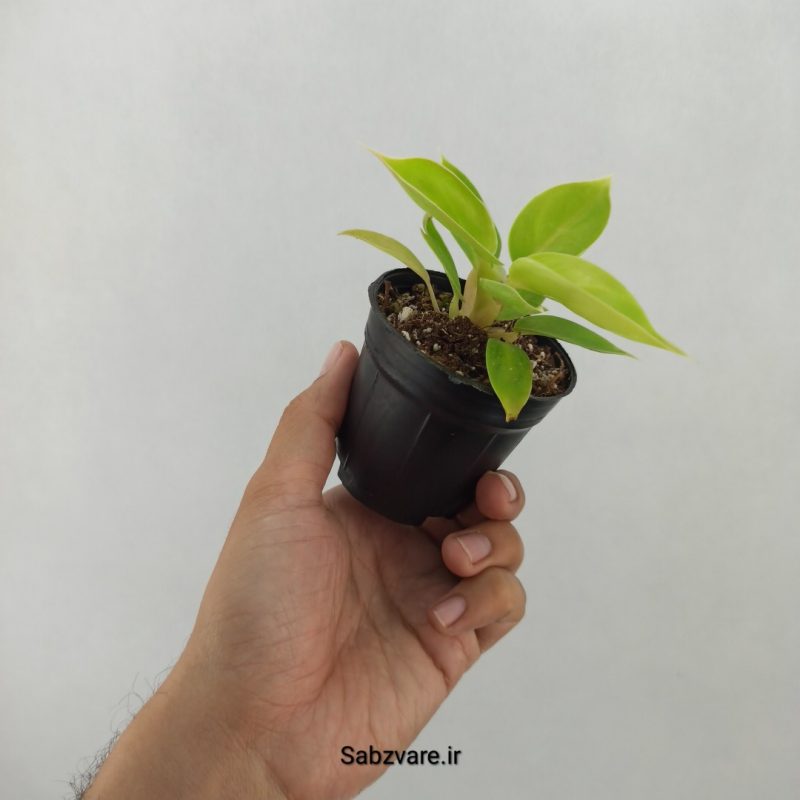 فیلودندرون لیمویی (R20216)