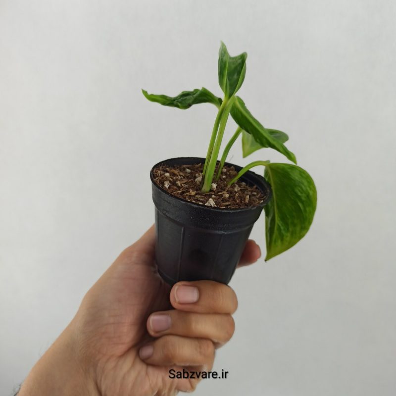 پتوس شانگریلا (S20229)