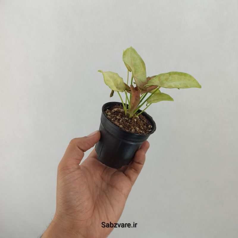 سینگونیوم صورتی (T20243)