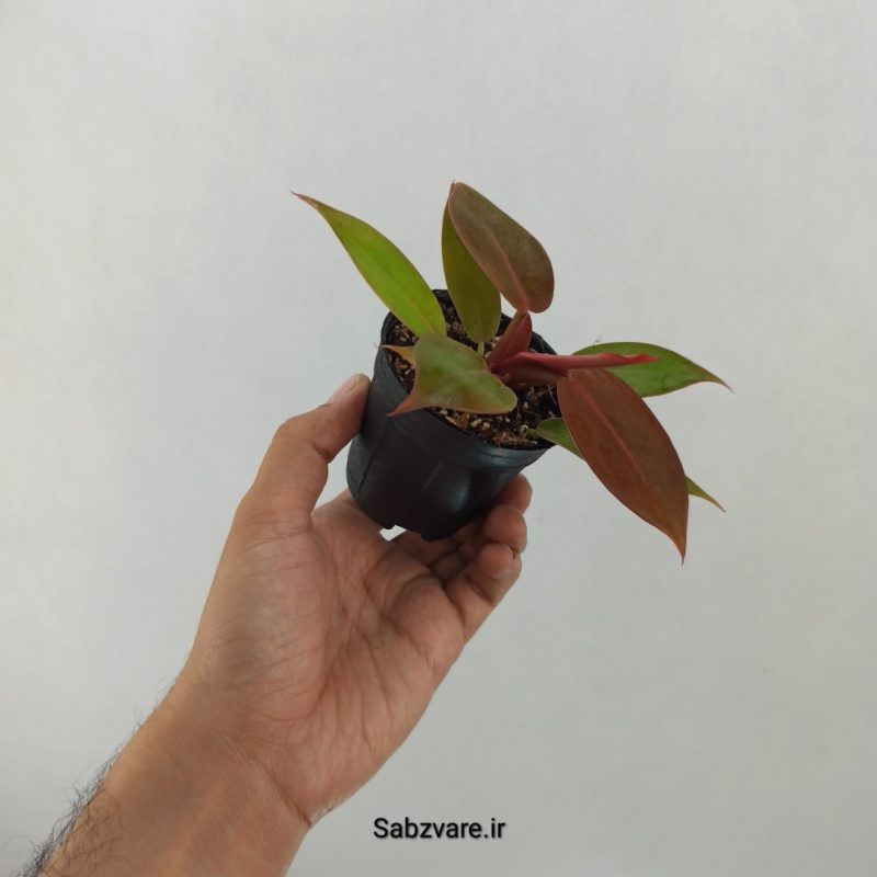فیلودندرون پرتقالی (T20245)