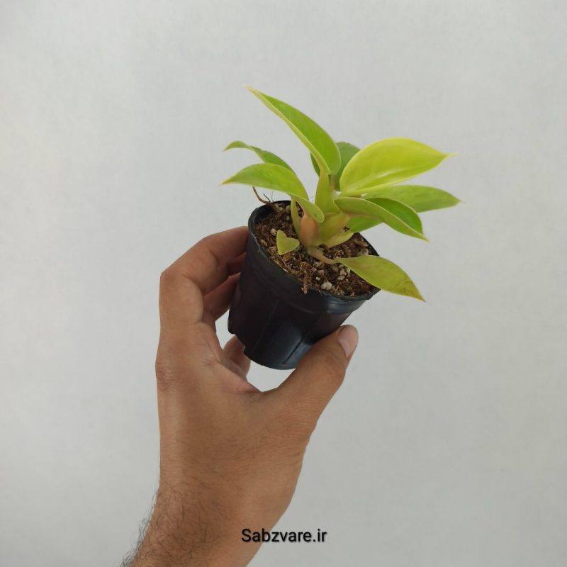 فیلودندرون لیمویی (Y20362)