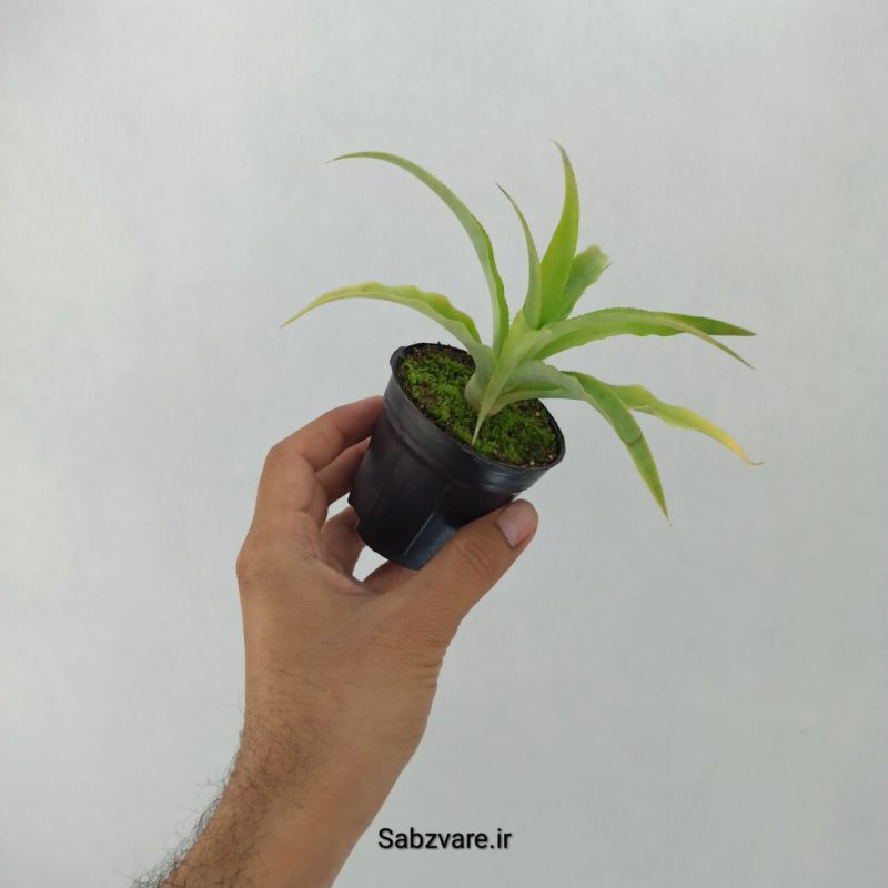 آناناس (Z20383)