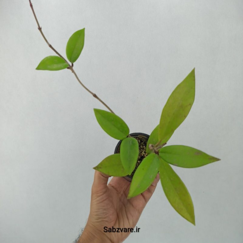هویا پابیکالیکس (B20423)