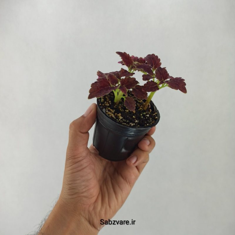 حسن یوسف بلک واین (F20501)