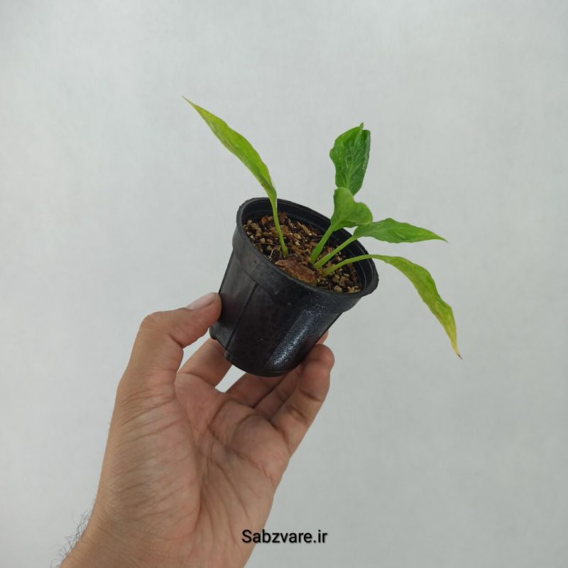 اسپاتی فیلوم ابلق چروک (G20523)