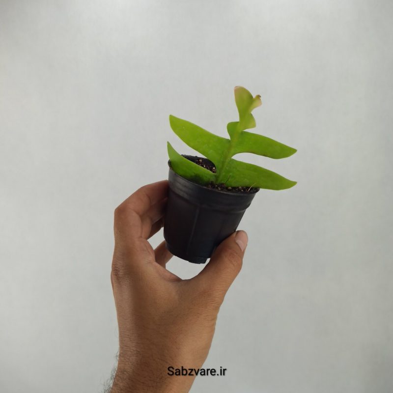 اپیفیلوم برگ سرخسی (L20627)