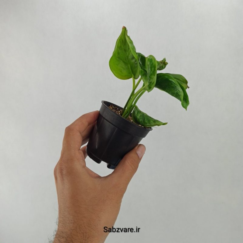 پتوس شانگریلا (M20639)