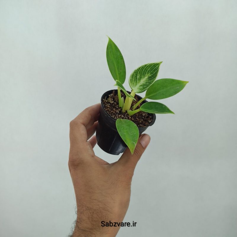 فیلودندرون برکین (N20661)