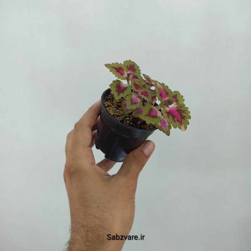 حسن یوسف فلامینگو (N20676)