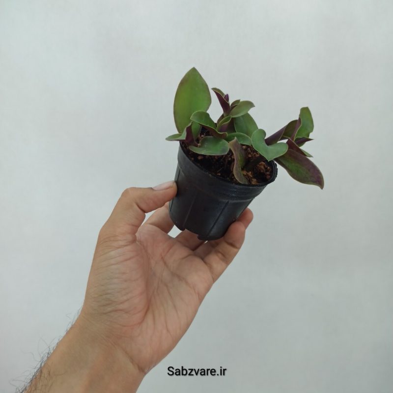 برگ بیدی نانوک سبز (O20699)