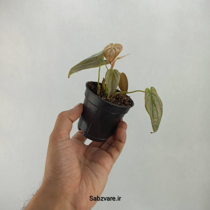 فیلودندرون برندتیانوم (R20747)