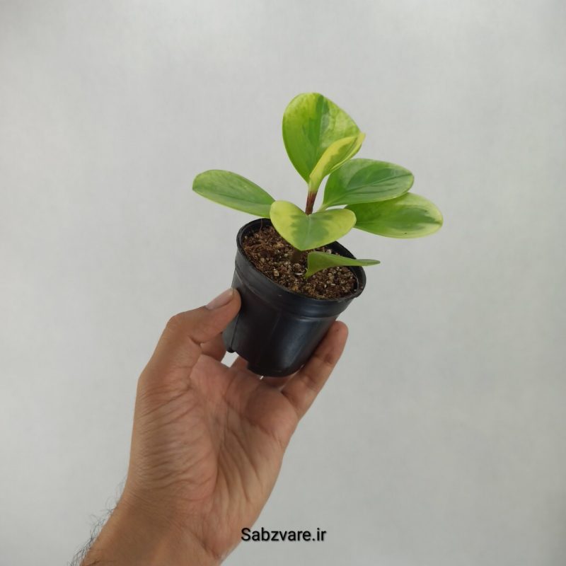 برگ قاشقی ابلق (R20761)