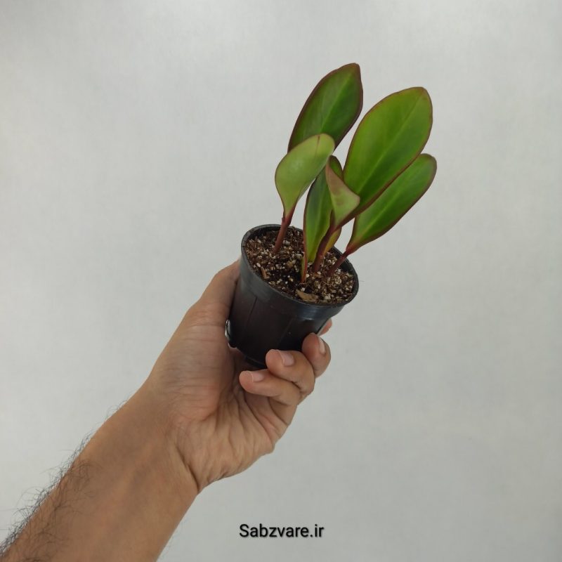 برگ قاشقی بلک (V20831)