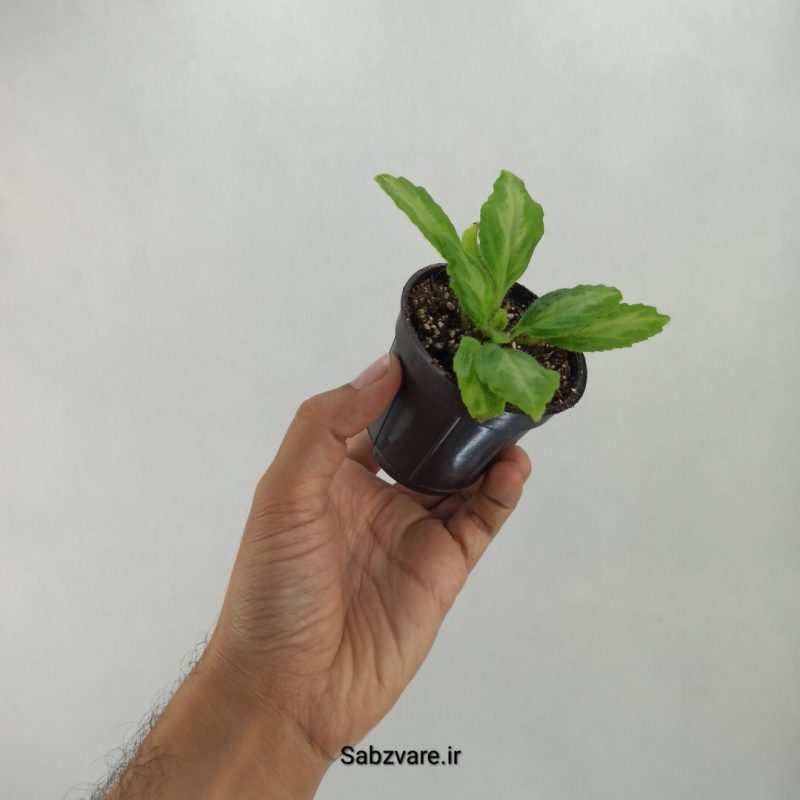 پریمولینا دستینی (V20834)
