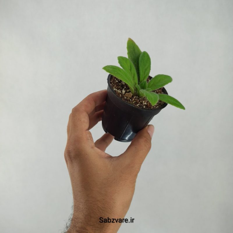 پریمولینا چیریتا (W20856)