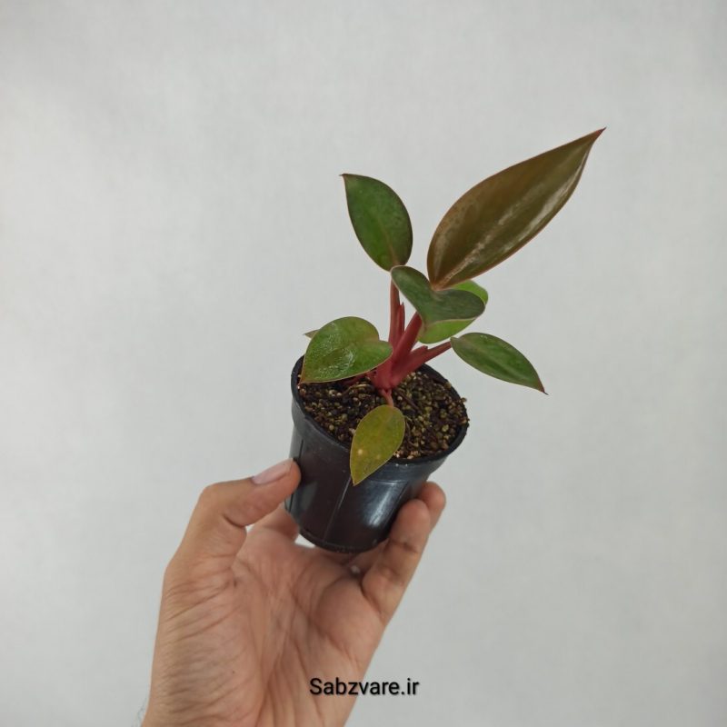 فیلودندرون رد بیوتی (Y20891)