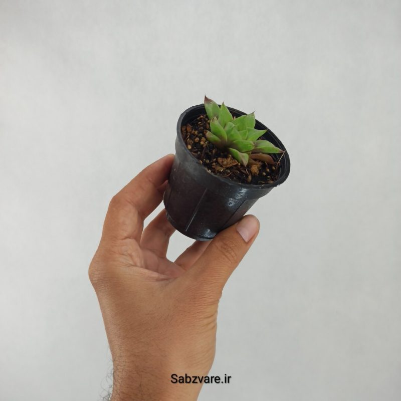 هاورتیا شیشه ای (Z20914)