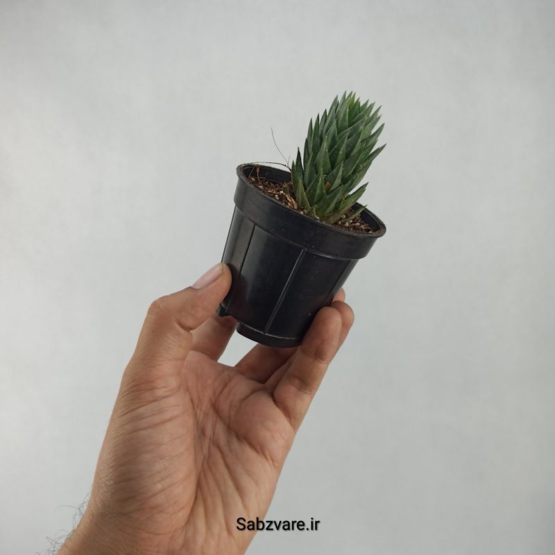 هاورتیا گلائوکا (C20980)
