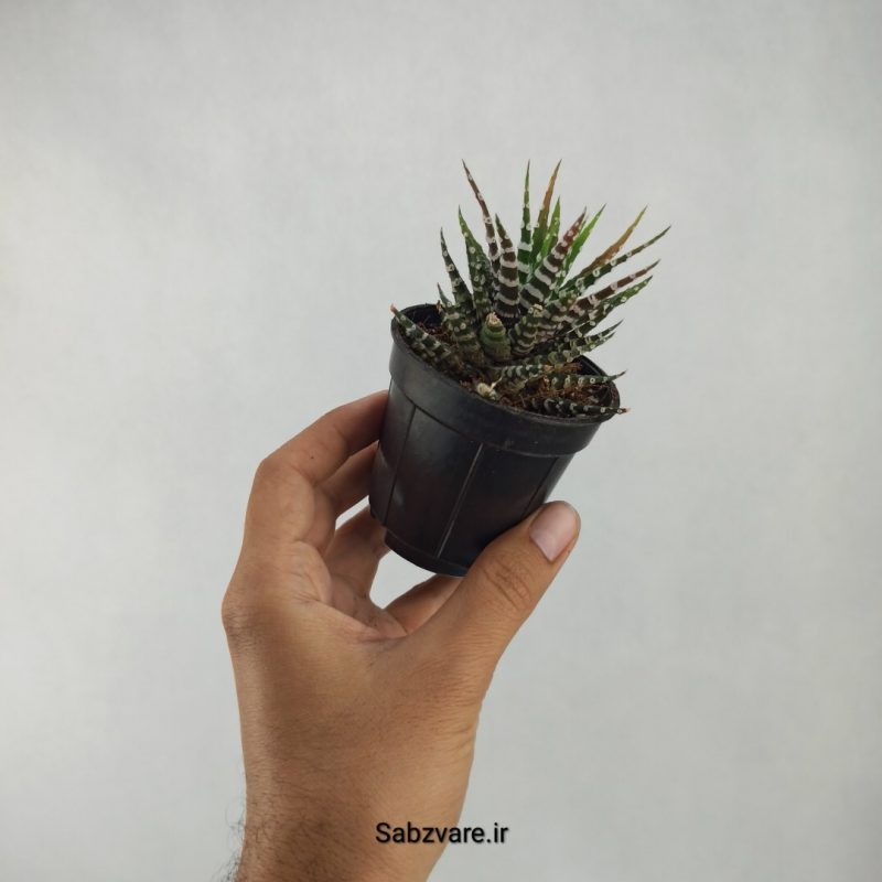 هاورتیا آلبینو (C20990)