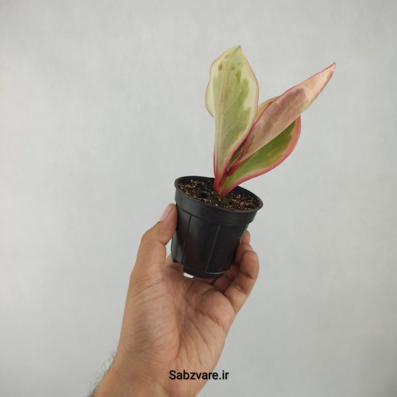 برگ قاشقی شرابی (E21029)