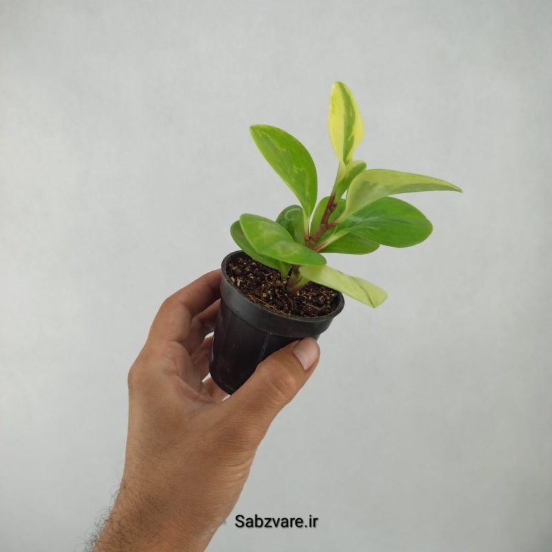 برگ قاشقی ابلق (E21035)