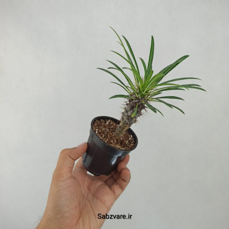 نخل ماداگاسکار (F21039)