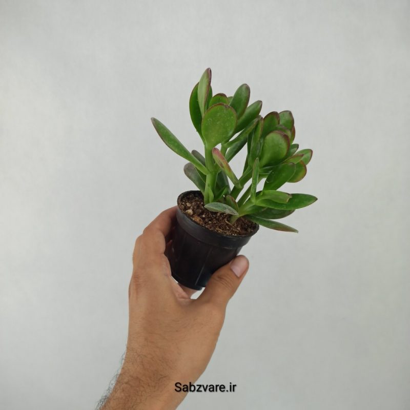 کراسولا یشم (F21045)