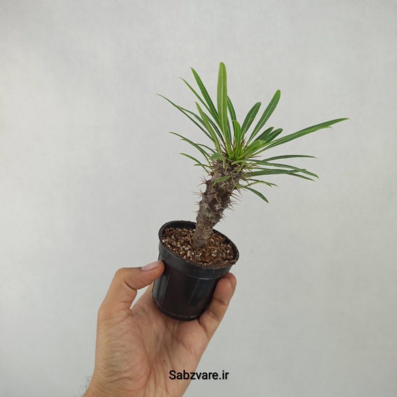 نخل ماداگاسکار (G21063)