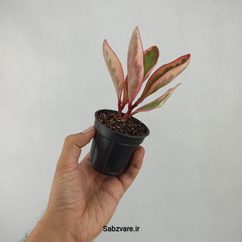 برگ قاشقی شرابی (G21074)