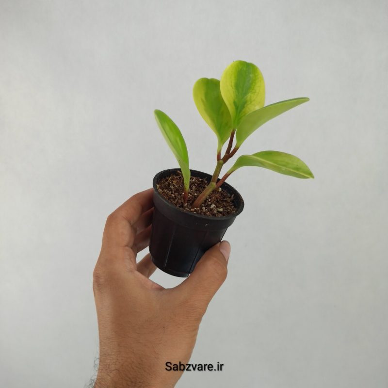 برگ قاشقی ابلق (G21077)