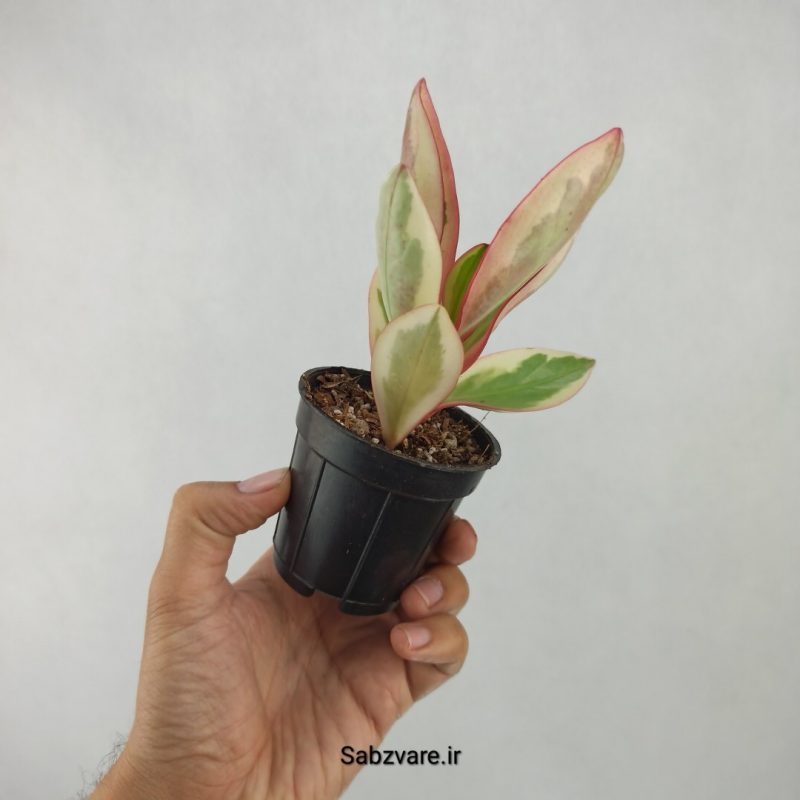 برگ قاشقی شرابی (H21082)