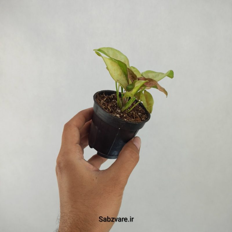 سینگونیوم صورتی (H21085)