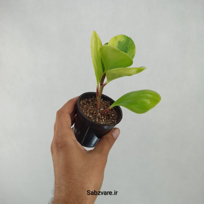 برگ قاشقی ابلق (H21090)