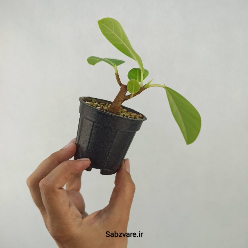 فیکوس آلتیسیما (I21102)