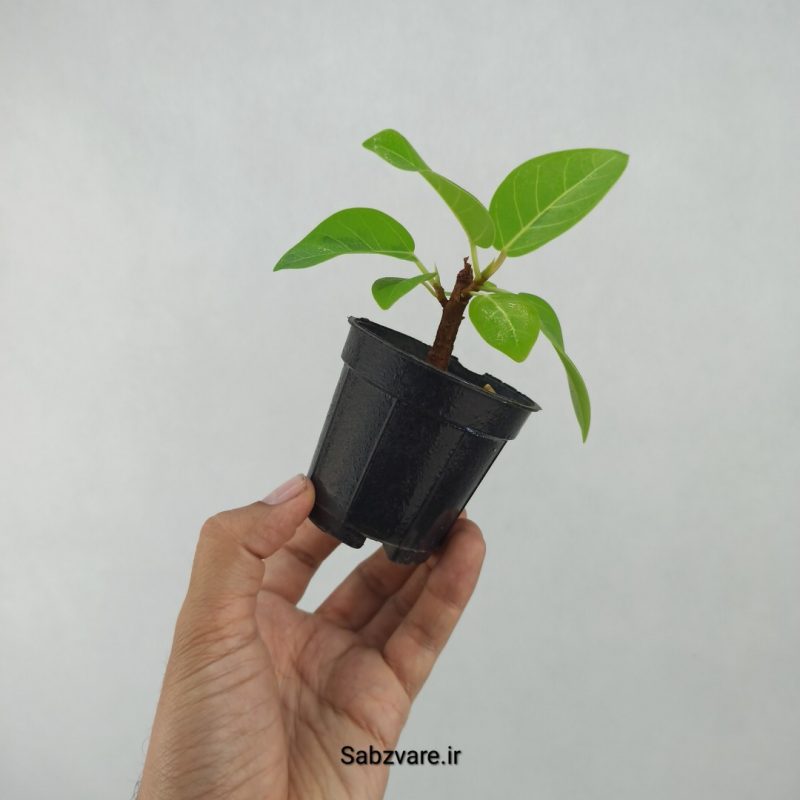 فیکوس آلتیسیما (I21111)
