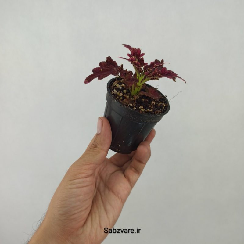 حسن یوسف بلک واین (J21123)