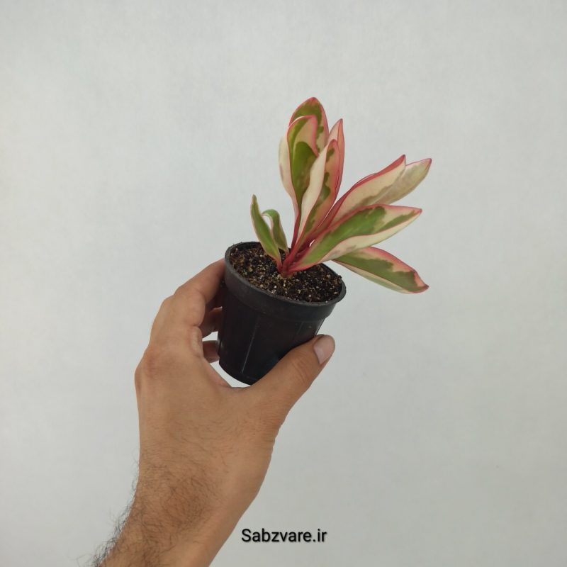برگ قاشقی شرابی (J21130)
