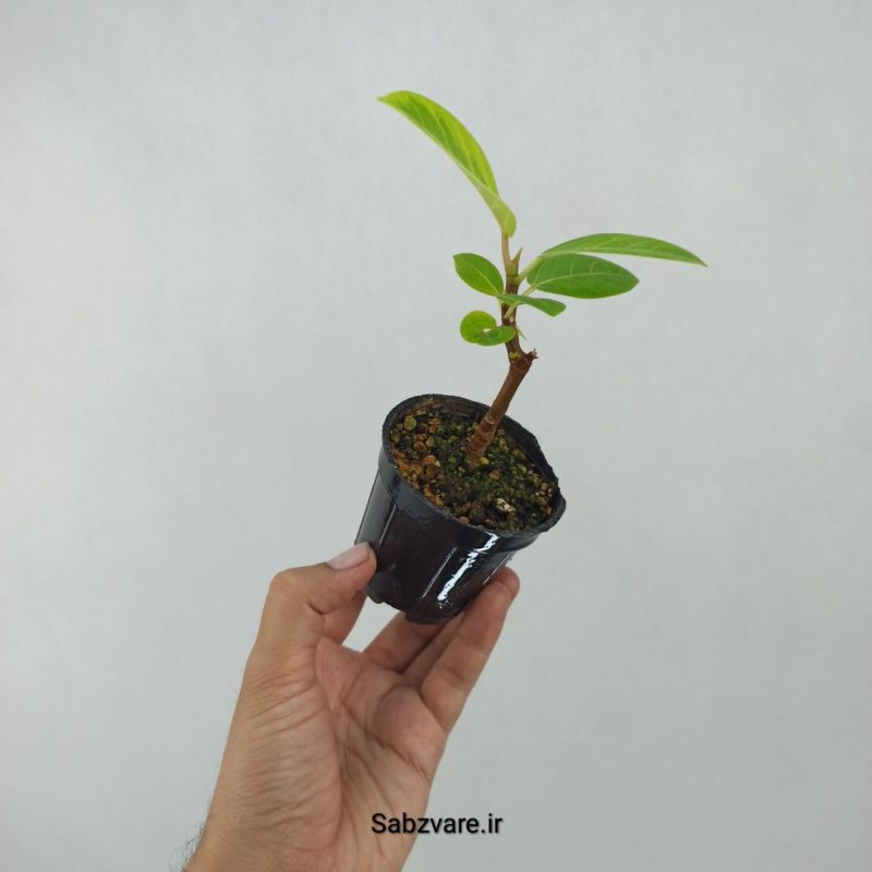 فیکوس آلتیسیما (J21133)
