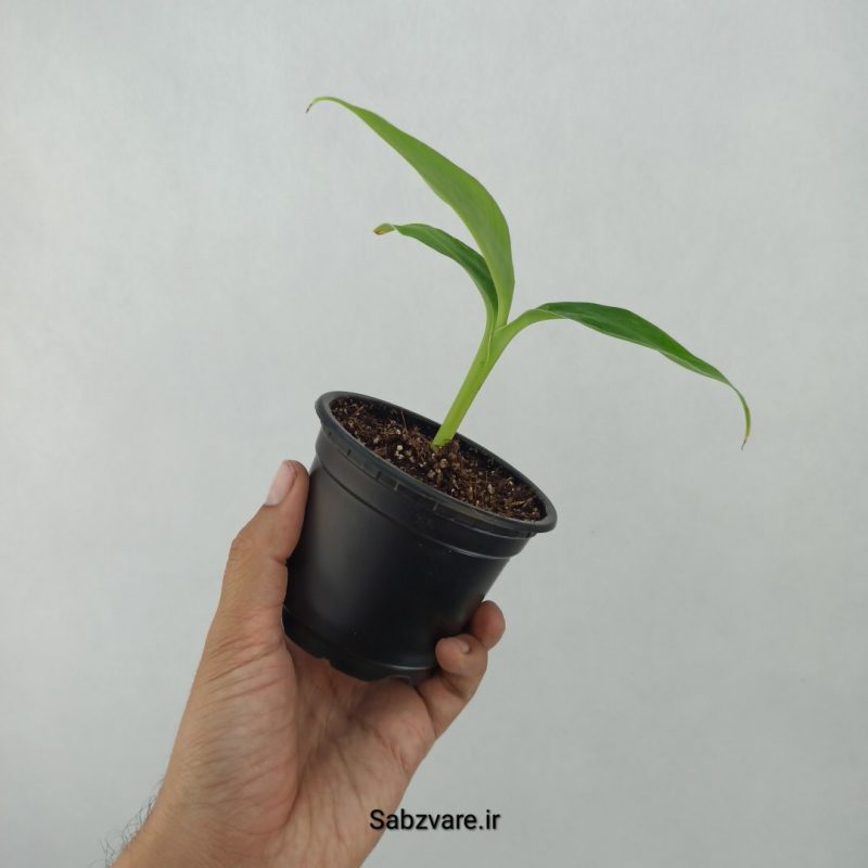 موز رقم کاوندیش پاکوتاه (K21144)