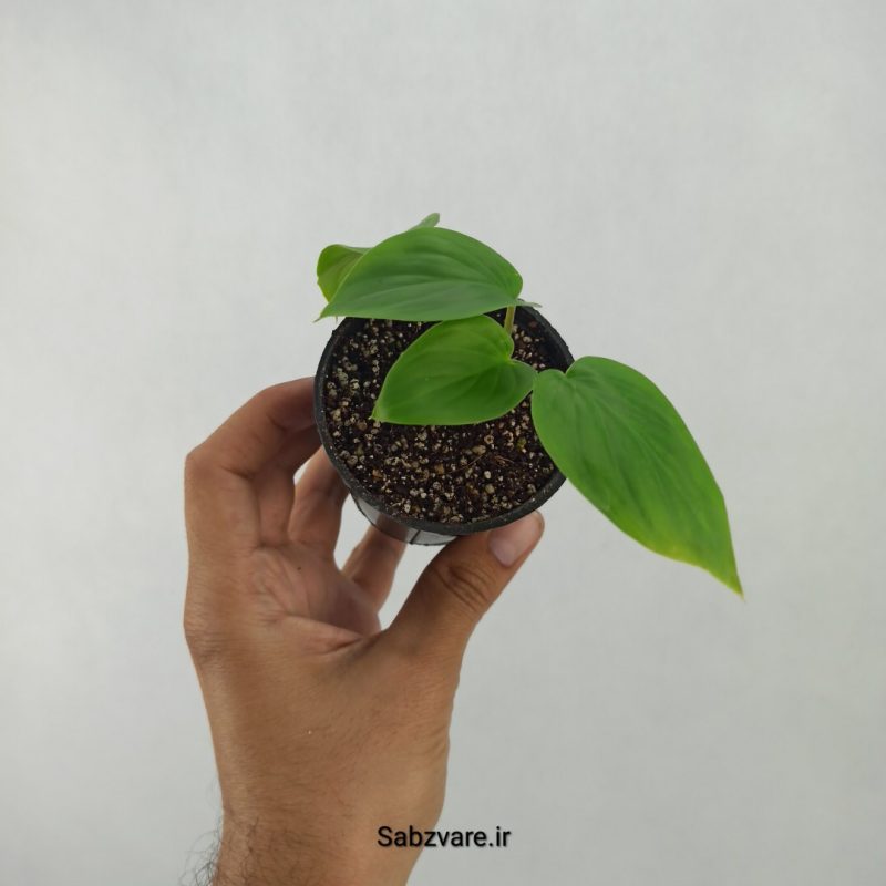 هومالومنا مگی (K21146)
