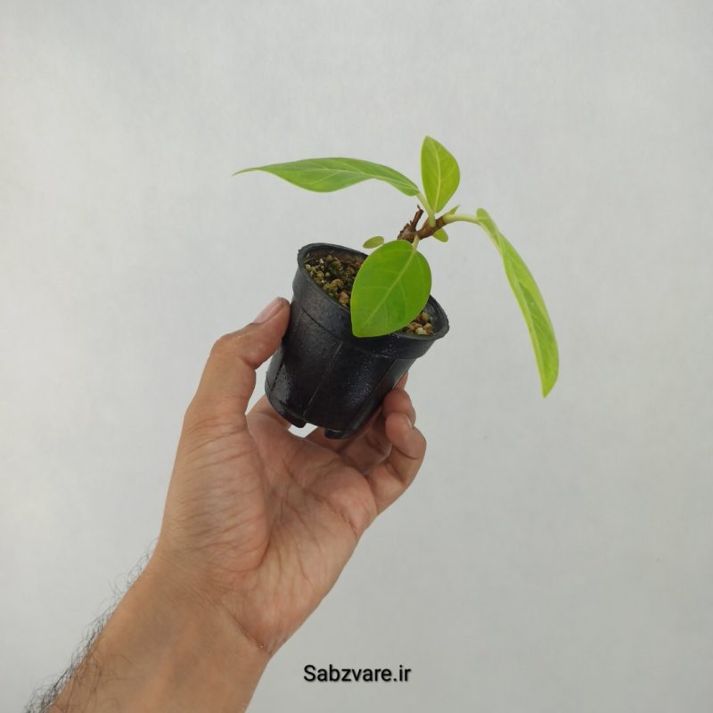 فیکوس آلتیسیما (K21147)