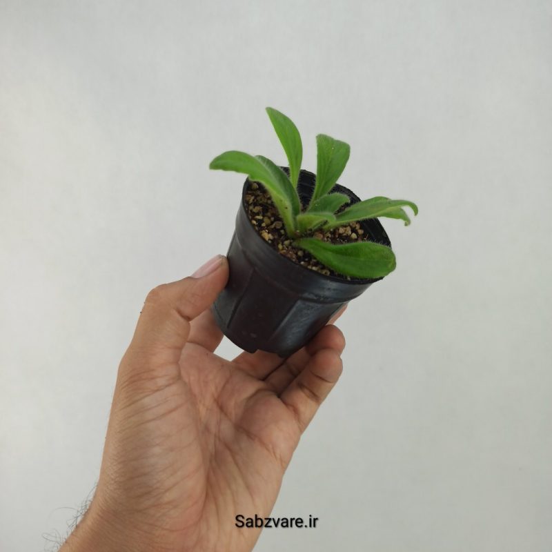 پریمولینا چیریتا (K21150)