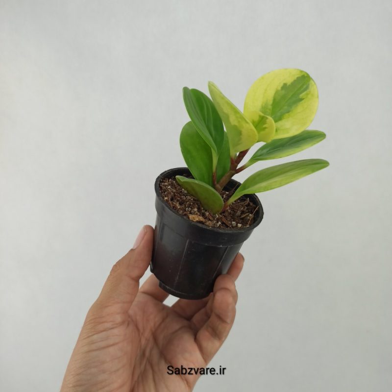 برگ قاشقی ابلق (K21152)
