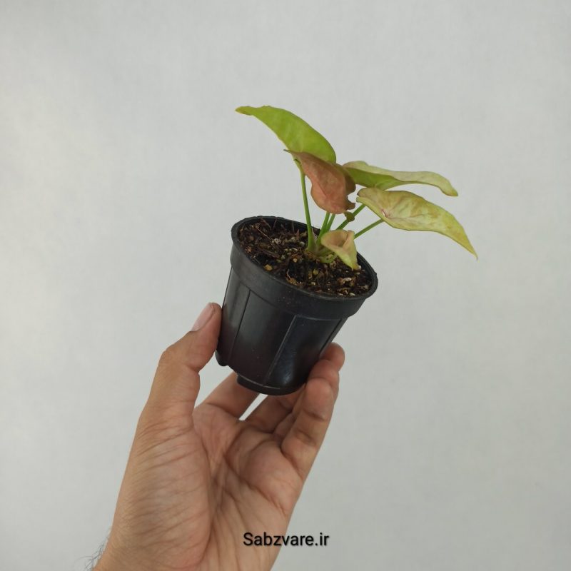 سینگونیوم صورتی (K21154)
