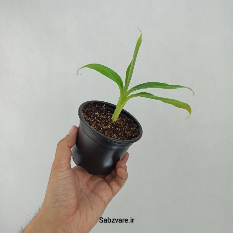 موز رقم کاوندیش پاکوتاه (K21157)