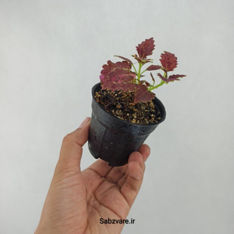 حسن یوسف بلک واین (L21166)