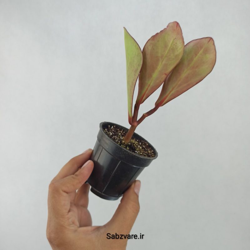 برگ قاشقی بلک (L21170)