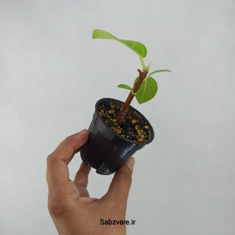 فیکوس آلتیسیما (L21178)